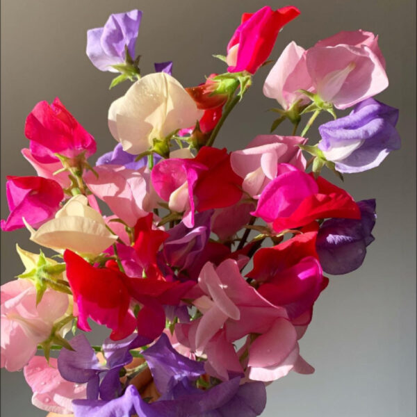 SWEET PEA MIXED - Image 2
