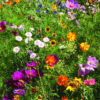 WILD FLOWERS - Image 3