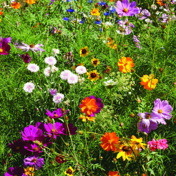 WILD FLOWERS - Image 3