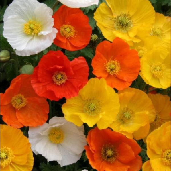 Iceland Poppy - Image 2