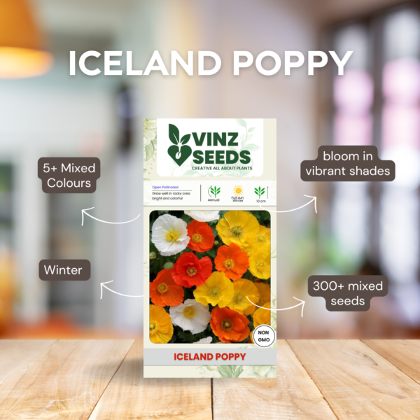Iceland Poppy