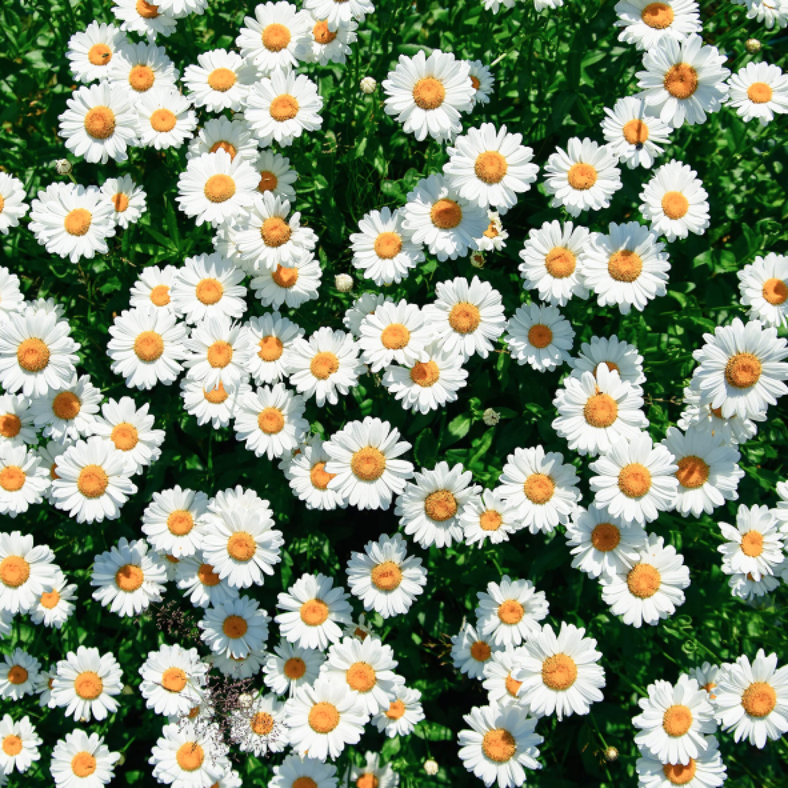 Daisy ( White ) - Image 3