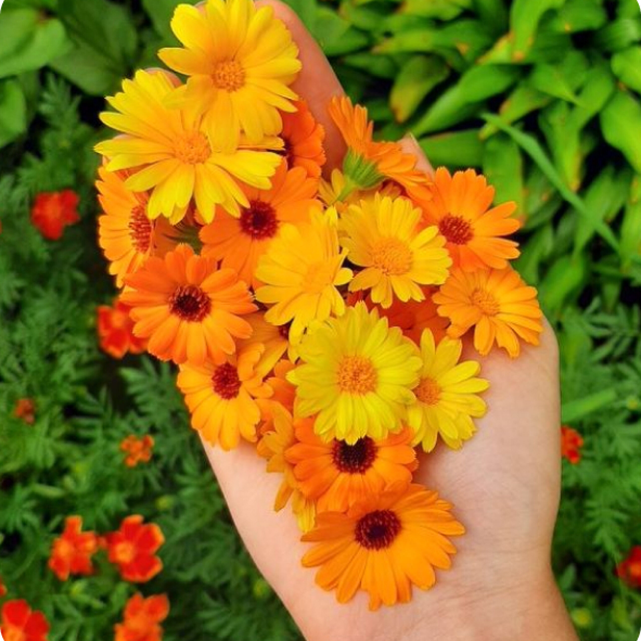 CALENDULA F1 MIXED - Image 2