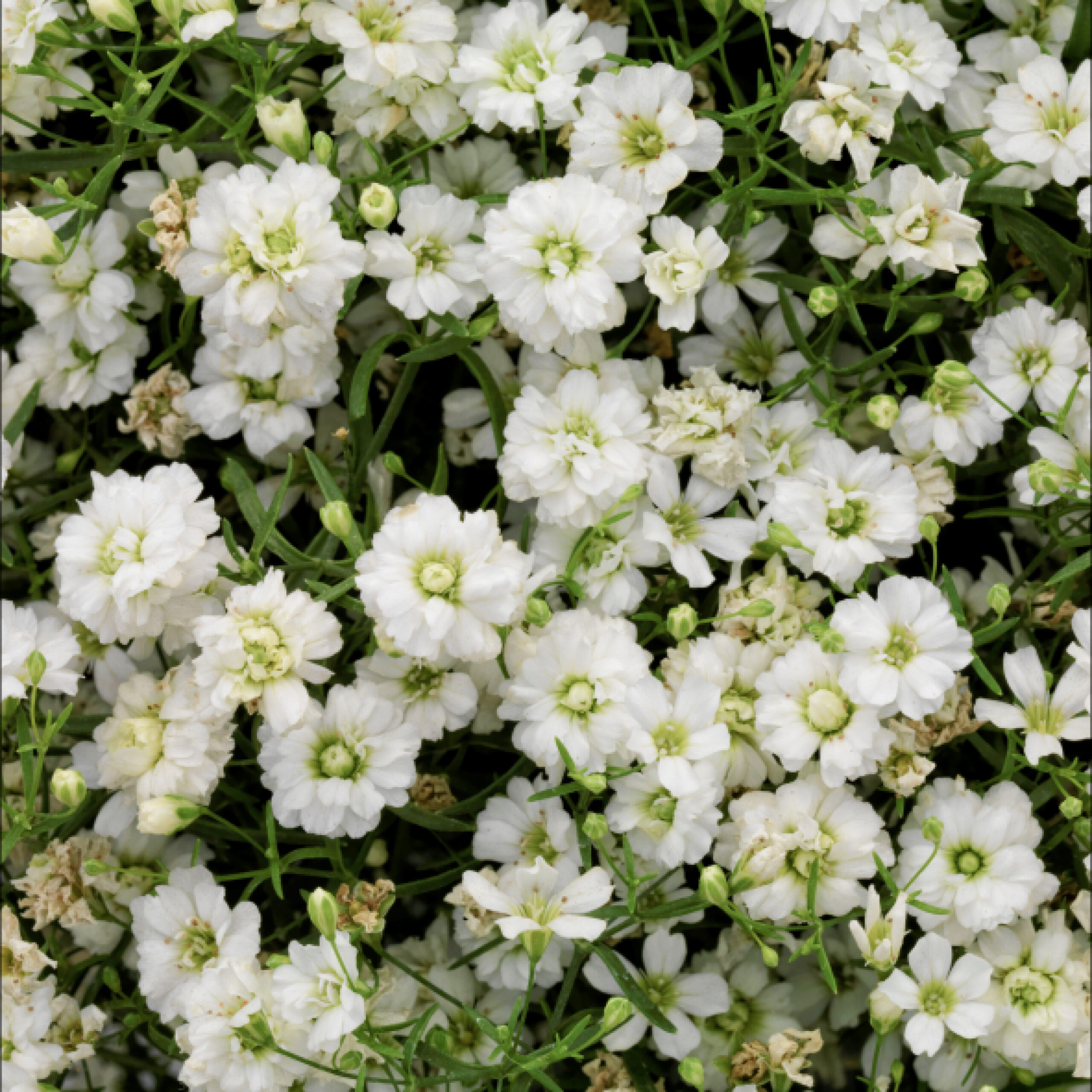 Gypsophila (Baby’s Breath) - Image 3